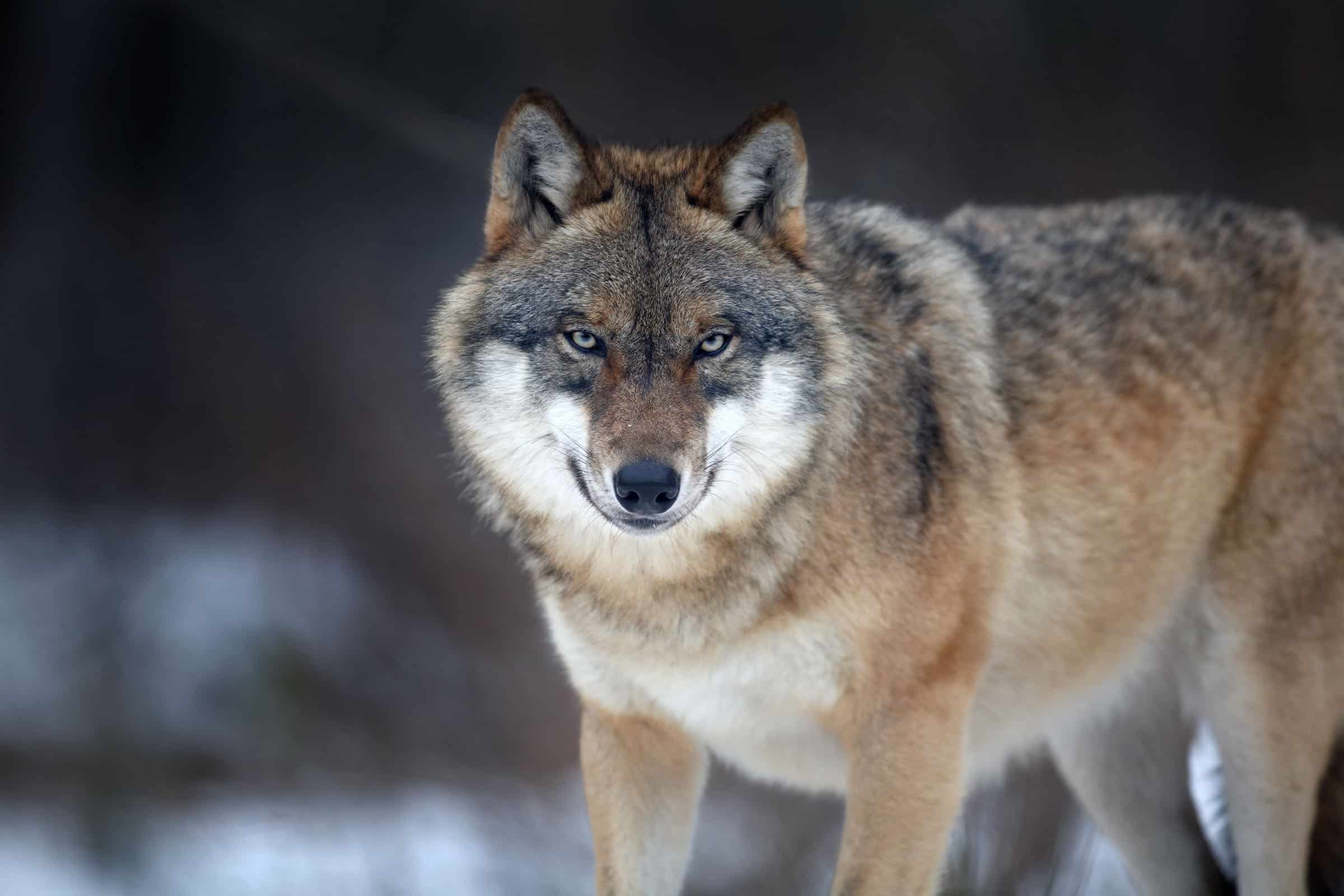 Close Up Horizontal Portrait Of Eurasian Wolf, Canis Lupus In Wi